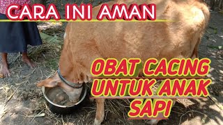 CARA MEMBERIKAN OBAT CACING PADA SAPI #SAPI#ANAKSAPI #PAKKISNO