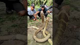 ভয়ংকর কিং কোবরা কতদিন বাঁচে দেখুন King Cobra Snake Lifespan #সাপ #kingkobra #snake