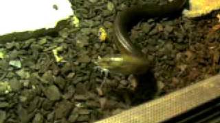 Scheltopusik feeding 2 (European giant legless lizard)