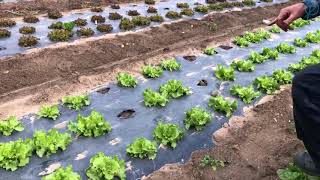 Salad Greens at Perho Green City Farm