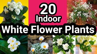 Top 20 Indoor White Flower Plants/Low Light Flower Plants/Best Flower Plants for Indoors