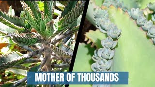 Mother of Thousands || Succulent houseplant care