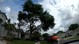 Tree Removal Time Lapse