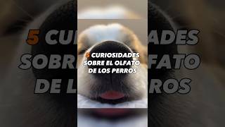 5  curiosidades sobre EL OLFATO DE LOS PERROS 🐕 #perrosygatos  #mascotas #curiosidades