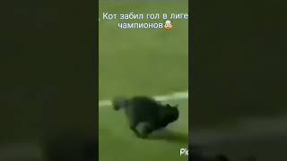 кот забил гол в лиге чемпионов🤯