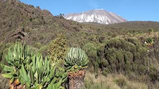 King of Corvids on Kilimanjaro - White-naped Raven, rat and mongoose on the way to the top of Africa