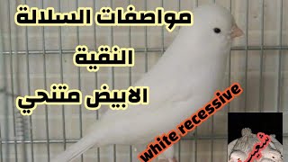 كاناري ابيض ريسيسيف