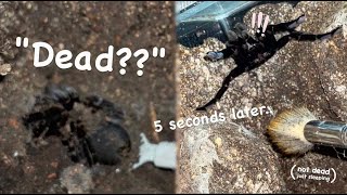 DON’T JUDGE an Asian TARANTULA by its “CALM BEHAVIOUR” !!!