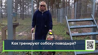 Как тренируют собаку-поводыря?