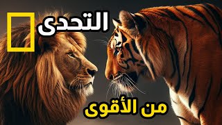 اسد الغابة ضد النمر | تحدى قتال حقيقي حتى الموت !