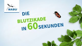 Die Blutzikade in 60 Sekunden