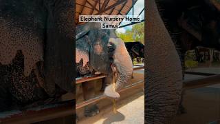 Elephant Nursery House Koh Samui Thailand