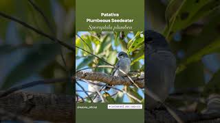 Patativa - Plumbeous Seedeater.                                Sporophila plumbea