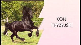 Koń Fryzyjski