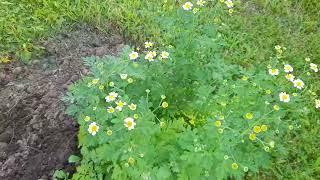 Teich sauber gemacht und Garten zeigen