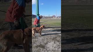 golden retriever puppy.not retrieving arrows .