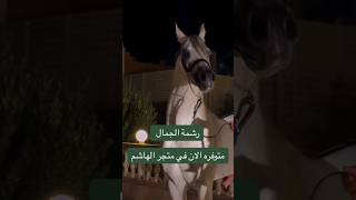 رشمة الجمال متوفرة الان في متجر الهاشم لمستلزمات الفروسية اجلبها رابط المتجر بالقناة #الخيل #فروسية