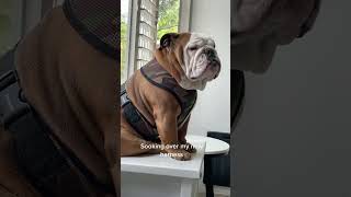 Cute reaction of a Bulldog over his new harnsess