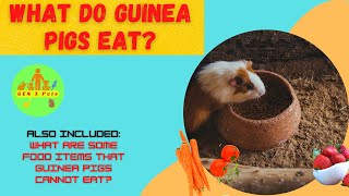 What do Guinea Pigs eat? | What are some food items that guinea pigs cannot eat?