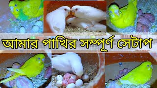 আমি যেভাবে পাখির সেটাপ তৈরি করে সফল হয়েছি। Budgies farming & breeding progress.