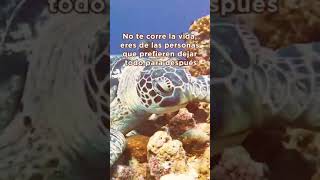 5 señales de que eres una tortuga