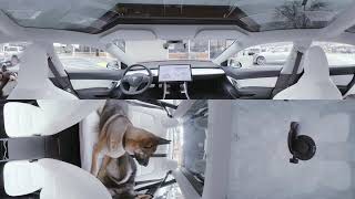 When the humans are away   Dog Mode in 360° Tesla