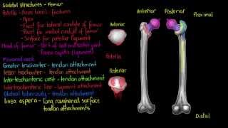 Skeletal Structures- Femur (Part 1)