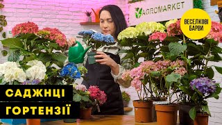 САДЖАНЦІ ГОРТЕНЗІЇ | Відкрийте світ казкових весняних кольорів | Agro-Market.ua