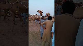 Beautiful Big Camel | Eid Animals |#pakistan #eidqurban2024 #eid #camel #eidfestival #shorts