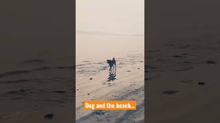 Dog and the beach ! #dog #dogshorts #doglover #dogsonthebeach #beach #beachvibes #dogslife