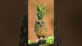 Pineapple owl ! 🍍🦉