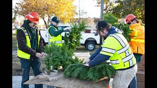 Comeford Park Christmas Tree