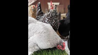 Sprouting Chicken Treats During a Snowstorm