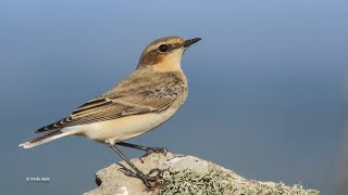 Gorgeous plumage of Northern wheatear in autumn - Pietrar sur - Oenanthe oenanthe