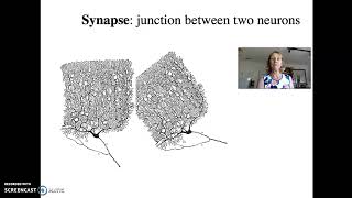 ALH Neurons #1