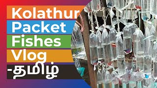 KOLATHUR POCKET FISH MARKET VLOG - தமிழ் #kolathur #kolathurfishmarket