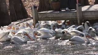 Lake Marion Pelicans