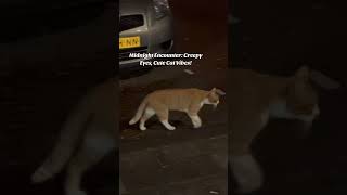 Cat lovers watch this #cats #howtoviralshortvideo #animalvideos #animallover #travelideas #explorenl