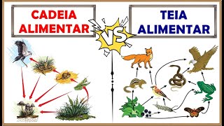 CADEIA ALIMENTAR e TEIA ALIMENTAR: Qual a diferença??║Definição, Organização, Níveis, Exemplos, e +