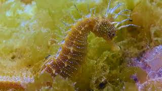 CABALLITOS DE MAR -HIPPOCAMPUS GUTTULATUS