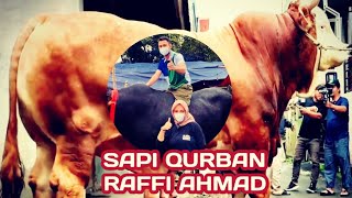 Sapi Qurban Artis Raffi Ahmad