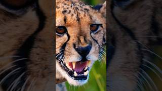 Eyes of cheetah #nature #shorts