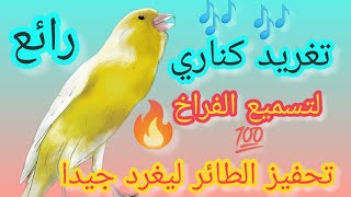 🎶مشاء الله 🤍 تغريد كناري 🎶 لتحفيز الكناري الصامت 💯 على التغريد 🔥ولتسميع الفراخ