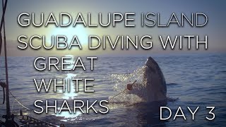 Guadalupe Island - Voyage (Great White Shark Dive Day 3)