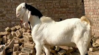 Hyderabadi Gulabi-Ablak Male Goat-Bakra For Sale Contact-9137611980