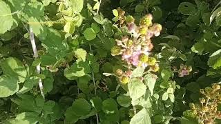 #caspian_sea #Babolsar#Iran#naturelovers #nature #raspberry