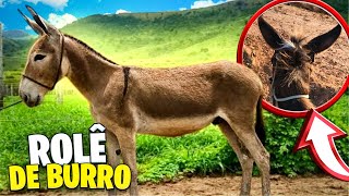 PRIMEIRO ROLÊ DE BURRO 😂🐴