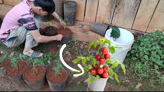 Growing Tomatoes in Plastic Pots, Rural Life