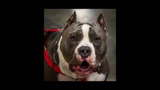 Misunderstood Marvel: Redefining the American Pit Bull Terrier