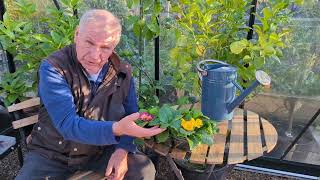 What are the signs of under-watering primroses? | www.garden.help